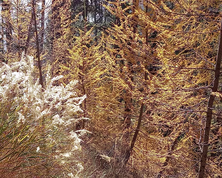 192 Froufrou d'automne.