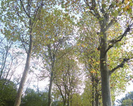 P1150859 La conduite, sous cette allée longue de 300 mètres, conduit l'eau de la Marne vers le canal de l'Ourcq (12 mètres plus haut) en cas de sécheresse grâce au...