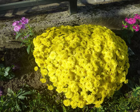 P1150862 Merci à Claude.