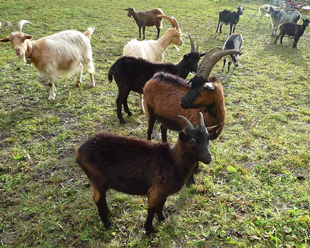 P1310871 Curiosité réciproque