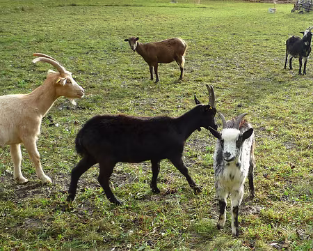 P1310872 J'aime assez la mouchetée.