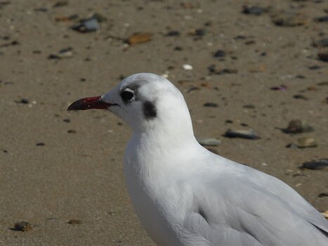 Gabriele Gabriele S, détail sortie