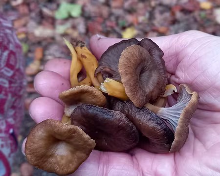 36 Chanterelles. Merci Bernadette pour ce sympathique et inédit weekend.