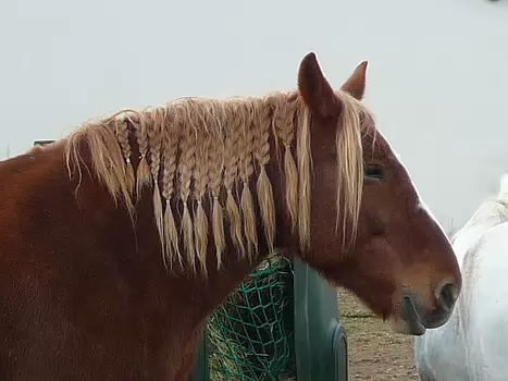 Bernadette Bernadette P, détail sortie