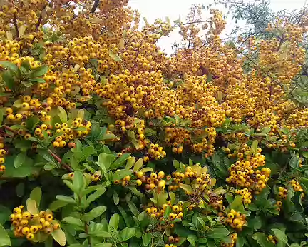 014 Cotoneaster