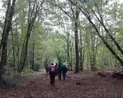 020 La route du Putois dans la forêt de Fontainebleau