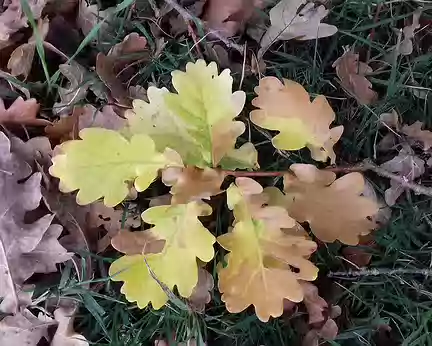 034 Feuilles de chêne aux couleurs de l’automne
