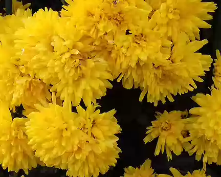 041 Chrysanthèmes