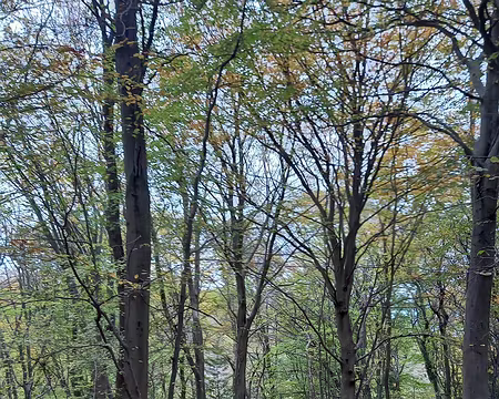 22.jpeg Bois d'Hautot