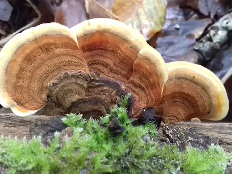 2022-11 Fontainebleau automne