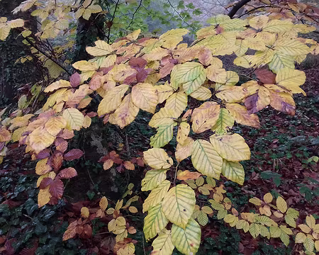 002 Feuilles de hêtre en automne