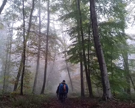 004 Dans la hêtraie, sur la route forestière de la Madeleine