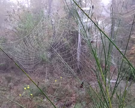 006 Toile d’araignée sur genêt