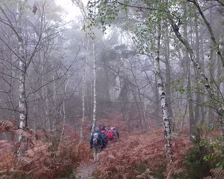 009 Fougères et bouleaux
