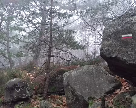 010 Le GR 1 (Tour de Paris) traverse la forêt de Fontainebleau