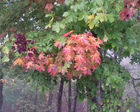 013 Erable au pied de la tour