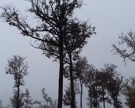 016 Chênes le long de la route du Daguet