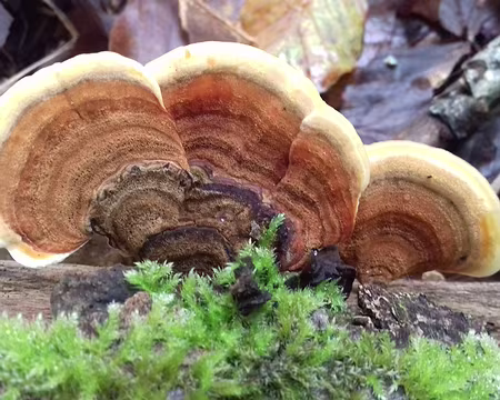 025 Polypore
