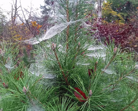 032 Toiles d’araignées sur jeunes pins