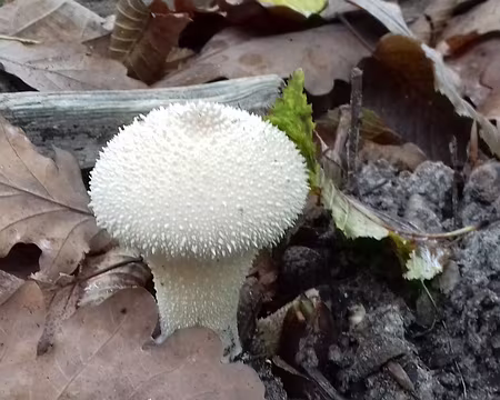 038 Vesse de loup perlée