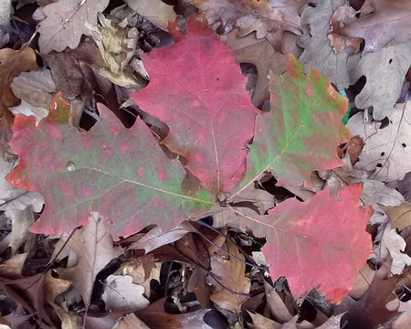 040 Feuilles de chêne rouge d’Amérique en automne