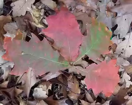 040 Feuilles de chêne rouge d’Amérique en automne