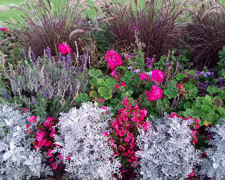 004 Les dernières fleurs avant l’hiver