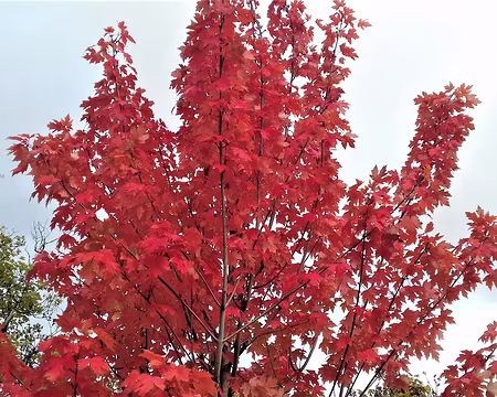 049 Merci Martine et Jean-Luc pour cette belle visite commentée