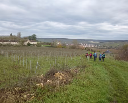 P1160130 Descente dans le vignoble