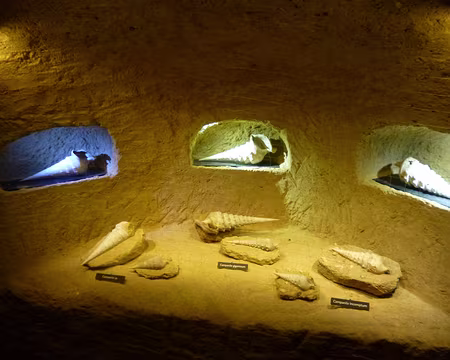 P1160145 Fossiles de campaniles géants