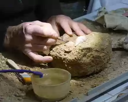 P1160163 Travail pour dégager les fossiles d'un bloc de sable