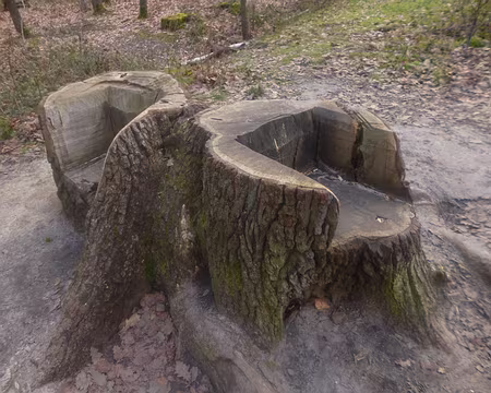 P1160201 Forêt de Versailles