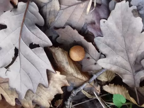 2023-01 Saint-Germain-En-Laye