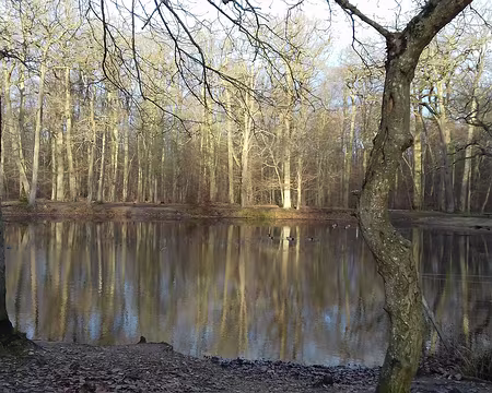 006 Soleil hivernal sur la mare aux Canes