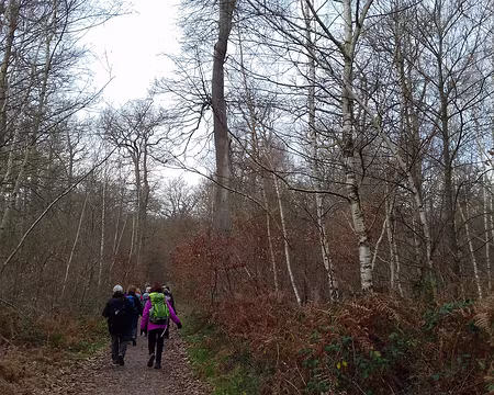 011 Chemin forestier au milieu des bouleaux