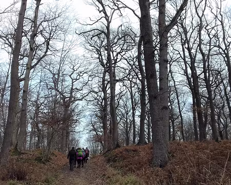 014 La forêt domaniale de Saint-Germain-en-Laye (3500 ha), gérée par l’Office national des forêts, est composée de chênes rouvres à 53 %