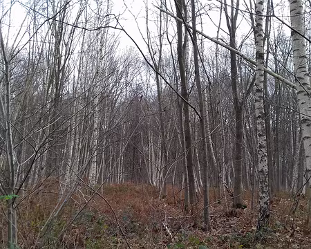 015 Bouleaux en hiver. La forêt est classée ZNIEFF (Zone d’Intérêt Ecologique, Faunistique, et Floristique)