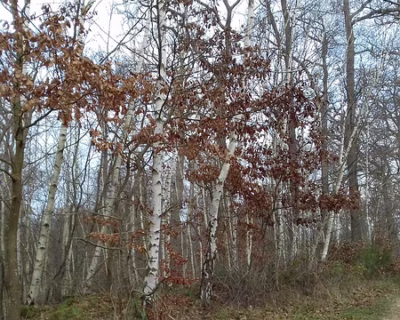 016 Bouleaux et feuilles marcescentes