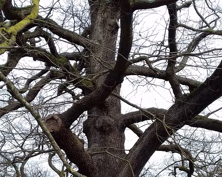 018 Le chêne de Noailles (hauteur 25 m)