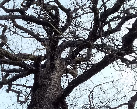 019 L’impressionnant houppier du chêne de Noailles