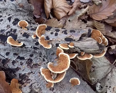 023 Polypores sur bois mort (bouleau)