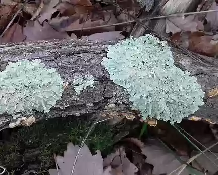 024 Lichens foliacés