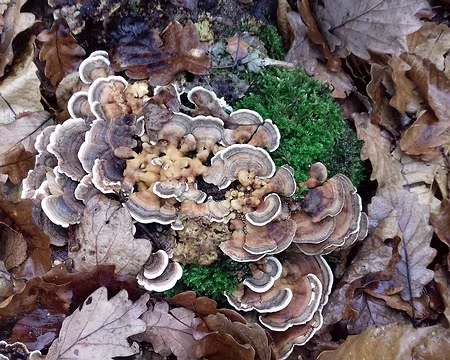 030 Polypores versicolores