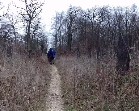 037 Sentier entre deux parcelles reboisées