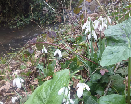 P1160277 Perce-neige