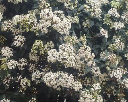 P1160286 Laurier-tin. Merci à Marie-Claire