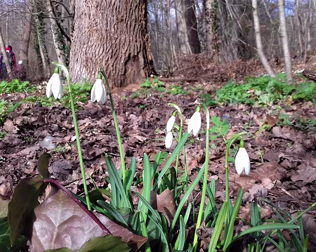 001 Départ de Fontainebleau vers le nord pour une randonnée de 20 km jusqu’à Bois-le-Roi