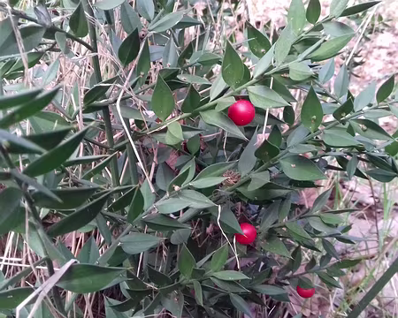 002 Les baies rouges du Fragon petit-houx