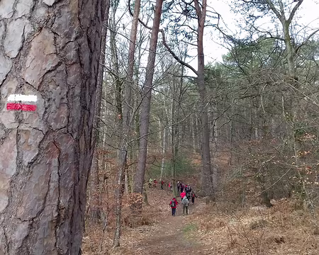 004 Le GR 1 dans la forêt de Fontainebleau