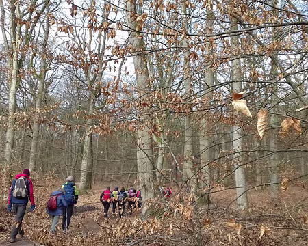 010 La forêt de Fontainebleau en hiver. Feuilles marcescentes